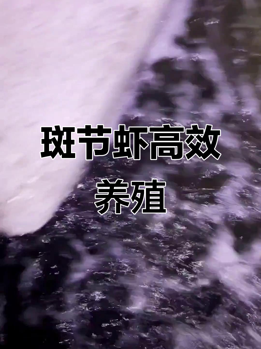 斑节虾养殖技巧大揭秘,少走弯路轻松成功