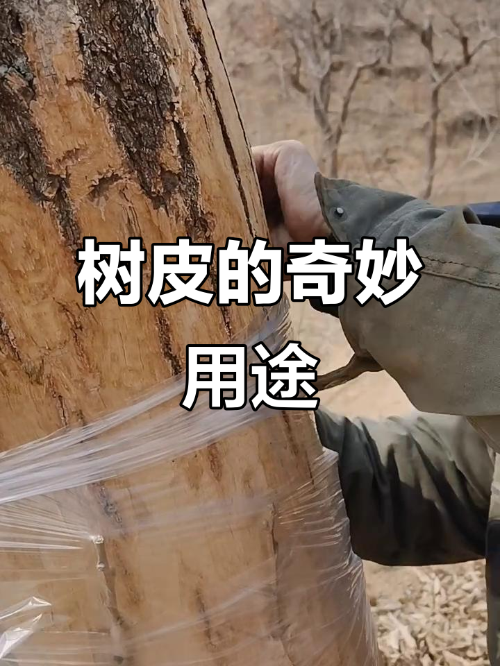 树皮的多重神奇功效,竟能这样用!