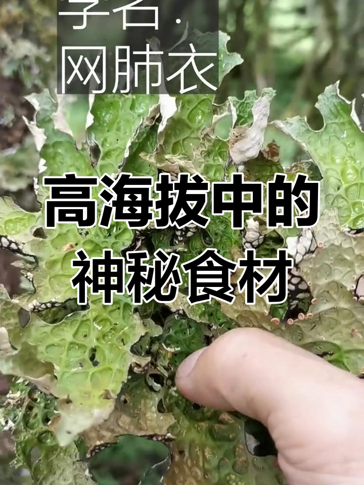 天然抗生素:网肺衣的神奇功效