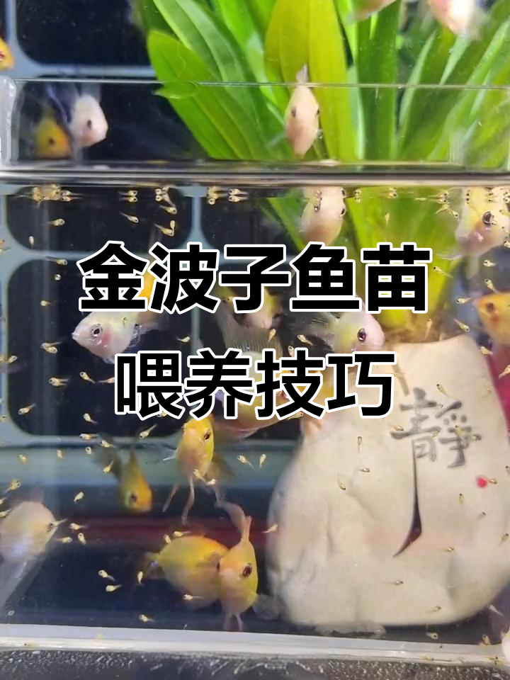 金波子鱼苗开口进食全攻略,如何喂食才能长得快