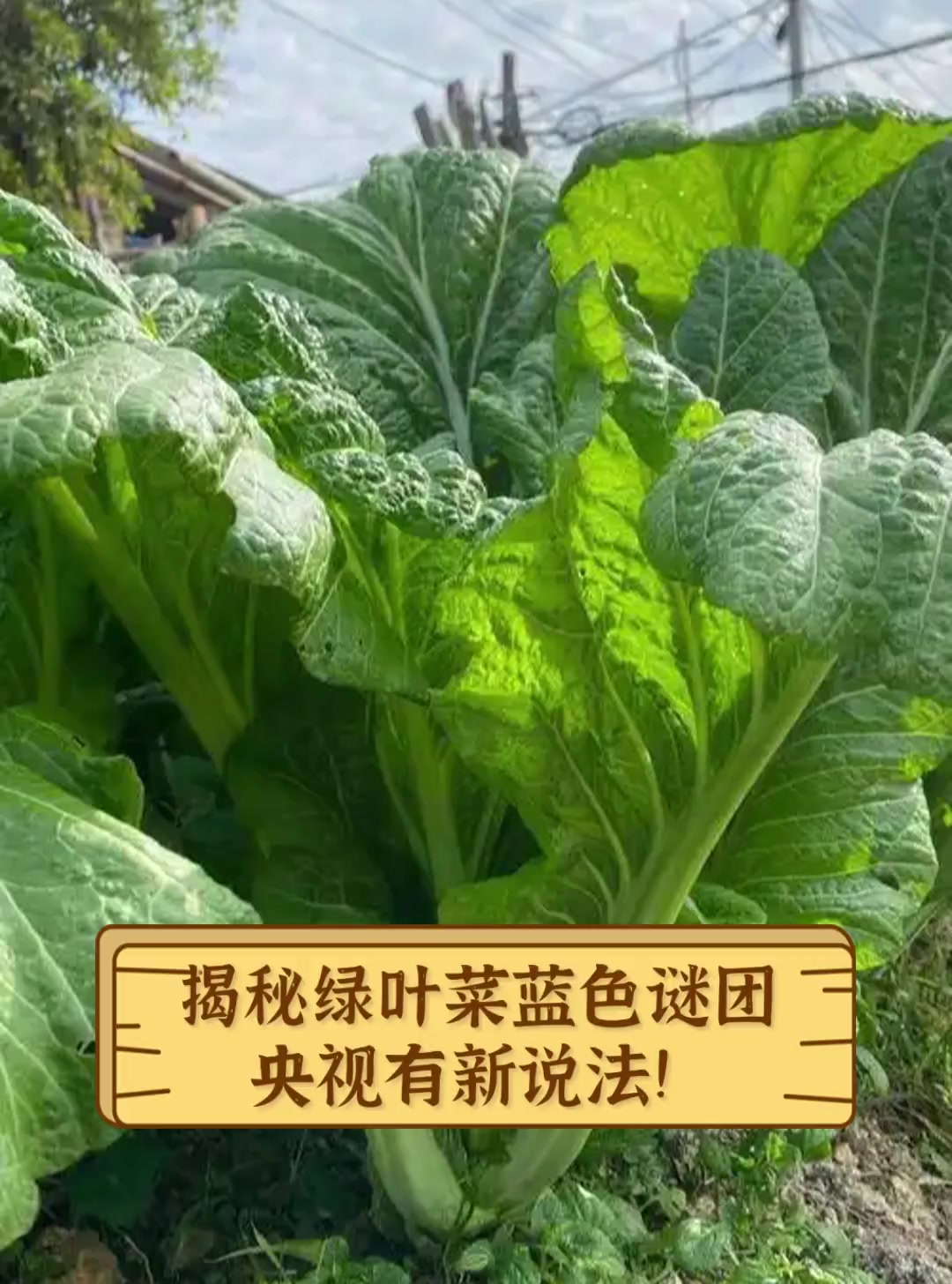 揭秘绿叶菜蓝色谜团,央视有新说法!