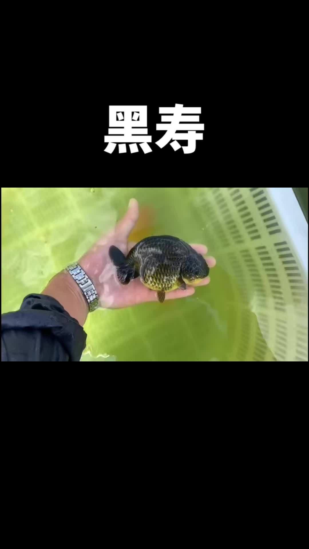 黑寿 观赏鱼 兰寿金鱼 养鱼日志 现场实拍 养鱼青年的故事