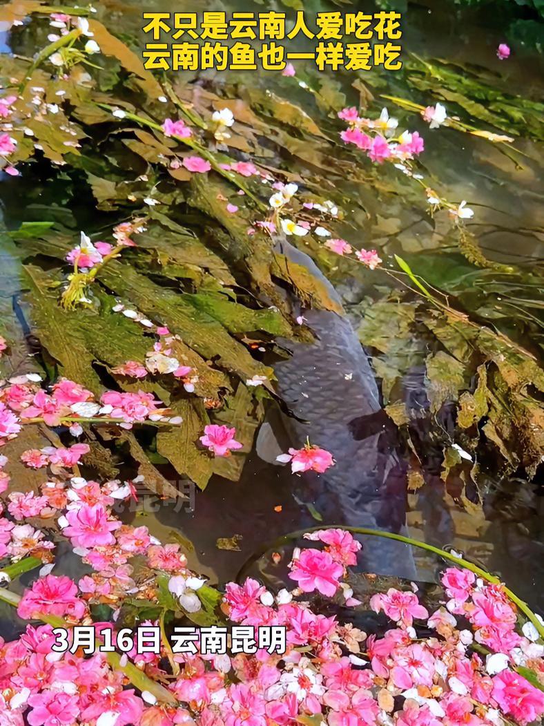 不只是云南人爱吃花,云南的鱼也一样爱吃!昆明 鱼 花 花young昆明 美好生活趣昆明 @