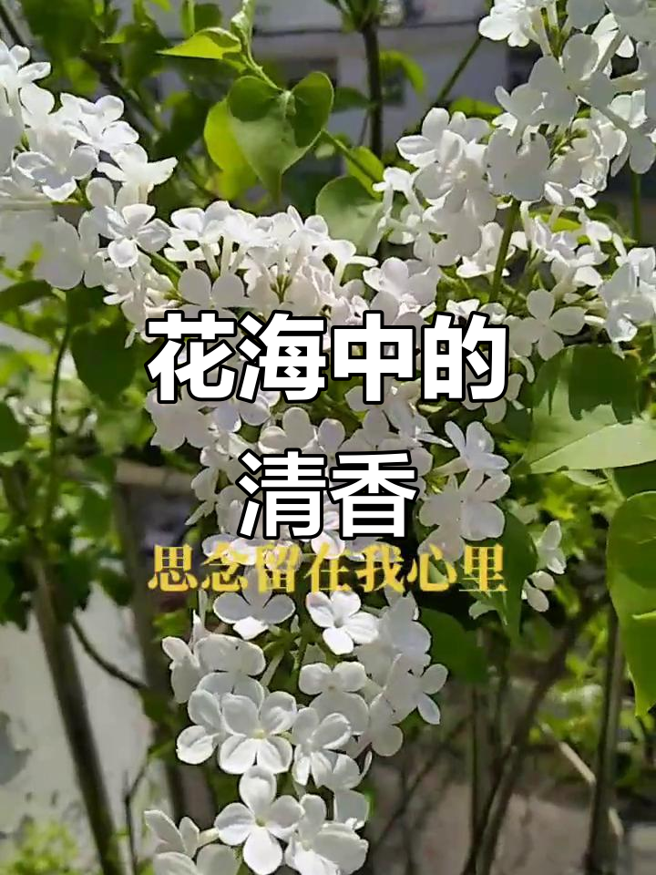丁香花盛开,香气扑鼻,洁白如雪,令人陶醉