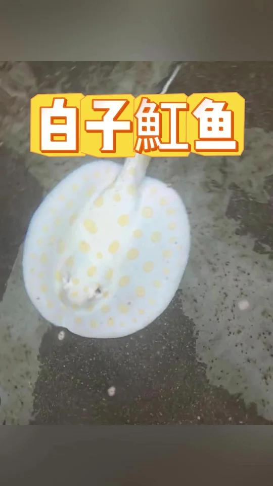 白子魟鱼