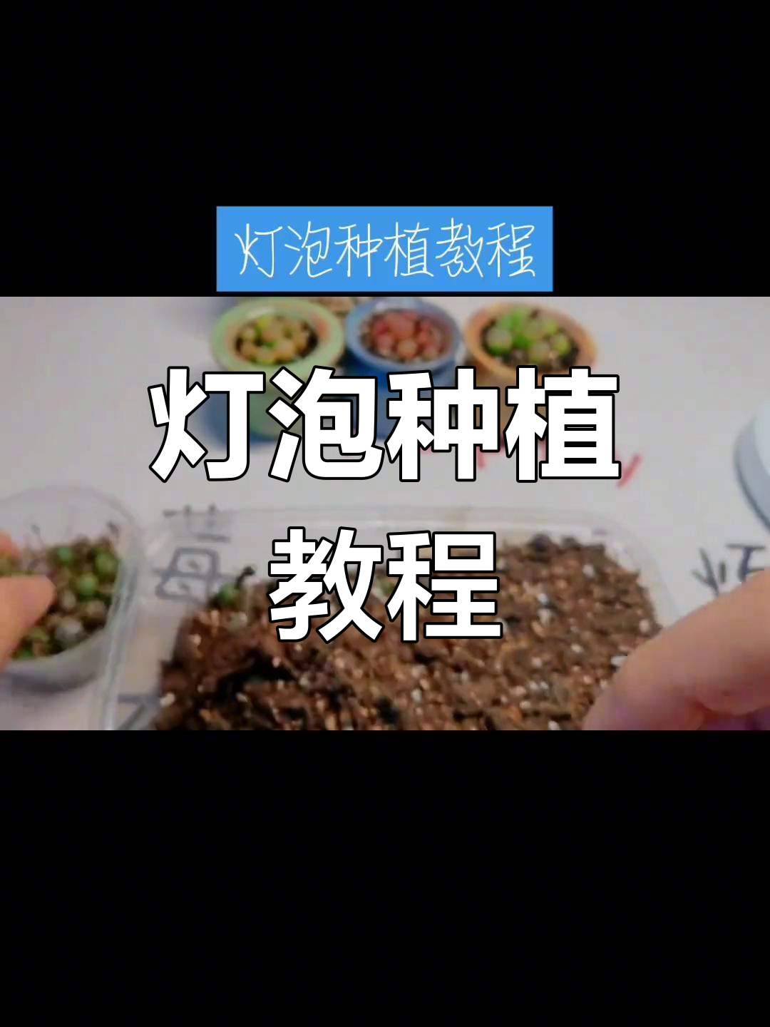 灯泡种植技巧大揭秘,轻松搞定多肉植物养护