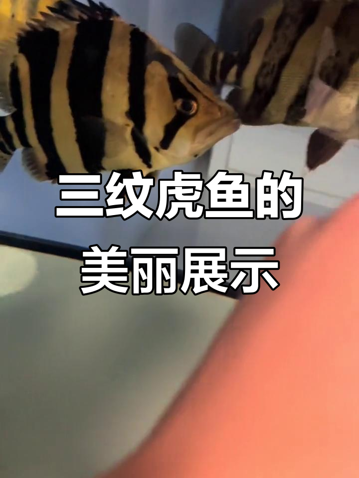 顶级三纹虎鱼惊艳登场,黄金般的纹理让人惊叹