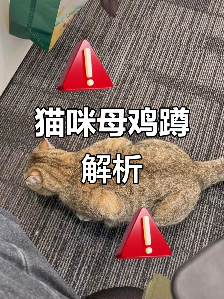猫咪母鸡蹲不一定是病,可能是正常反应或捕猎准备