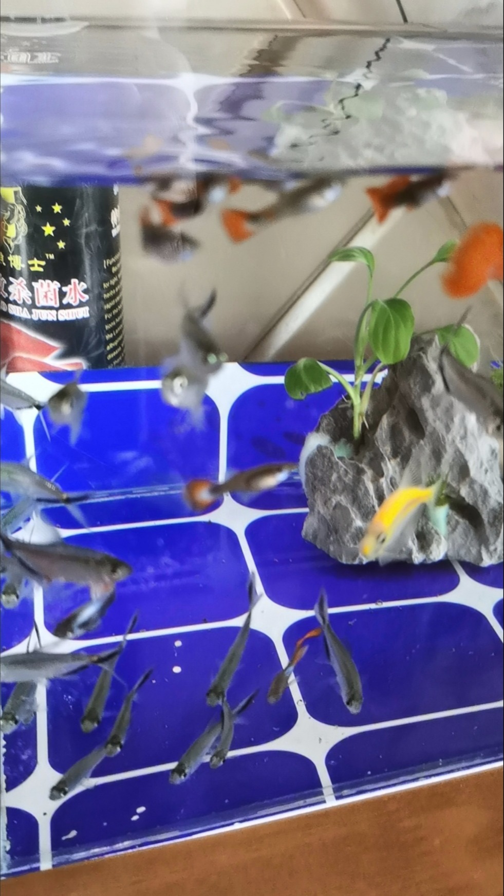 新款鱼缸马赛克造景背景纸装饰玻璃贴纸加厚防刮白黑蓝色格子贴膜