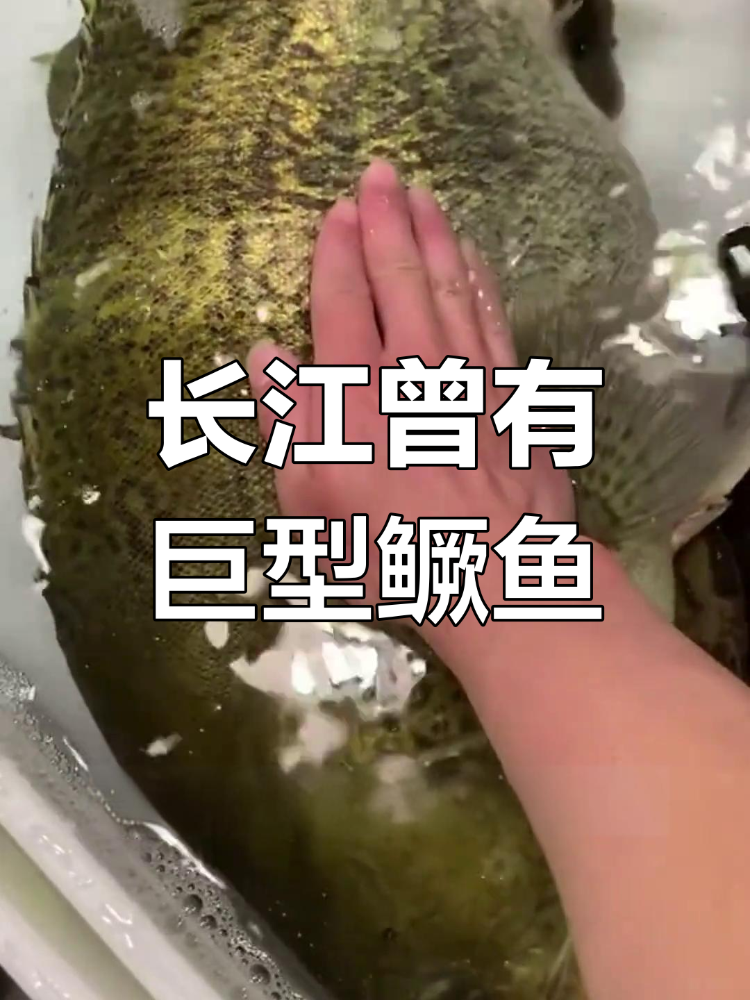 曾经的长江百斤大桂鱼,渔民口中的传奇