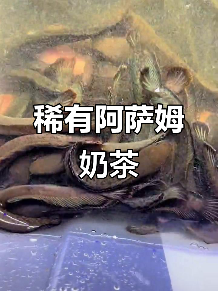 阿萨姆奶茶雷龙,极品鱼难得一见