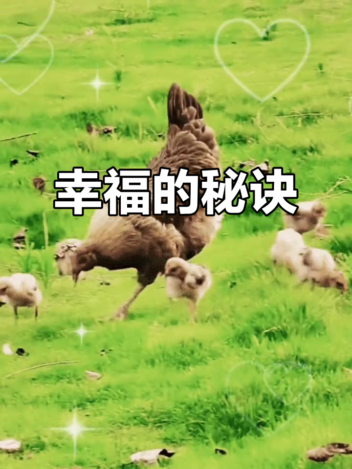 母鸡带小鸡,幸福靠勤劳
