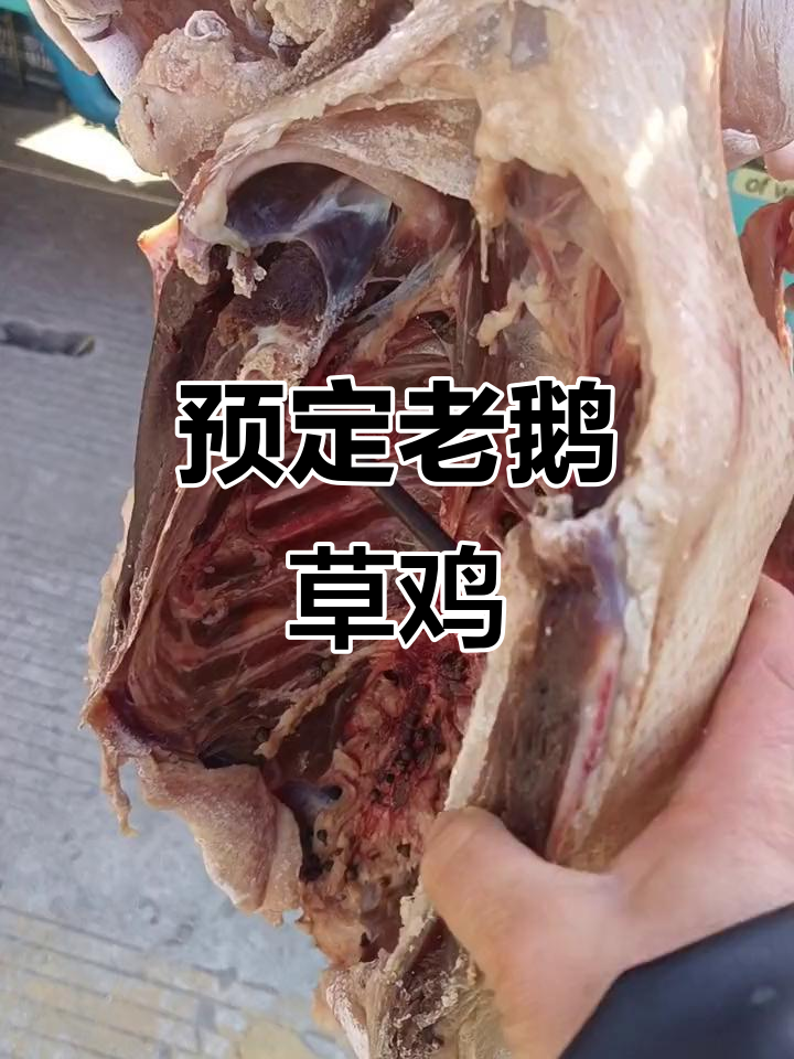 老鹅草鸡青鱼香肠,五代狗大明三讲堂等你来预定