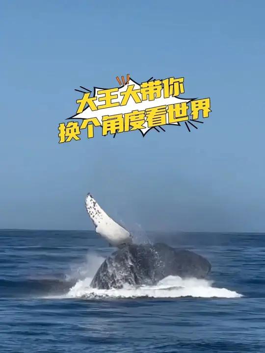 座头鲸连续跃出水面,原来是为了清除身上的藤壶!