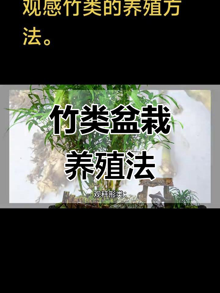 竹子盆栽养护全攻略:品种选择、土壤与浇水技巧