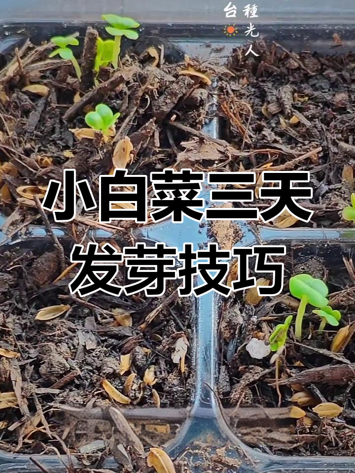 3天速成小白菜,湿纸巾催芽法大揭秘
