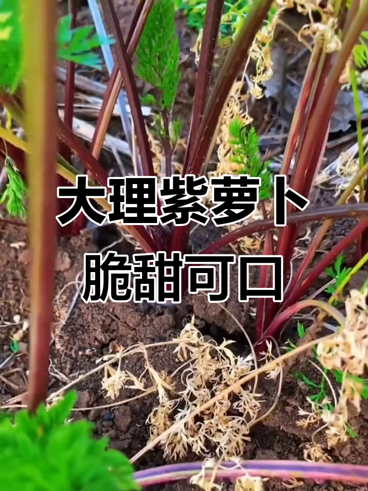 云南大理紫胡萝卜:花青素丰富,炒菜煲汤都好吃