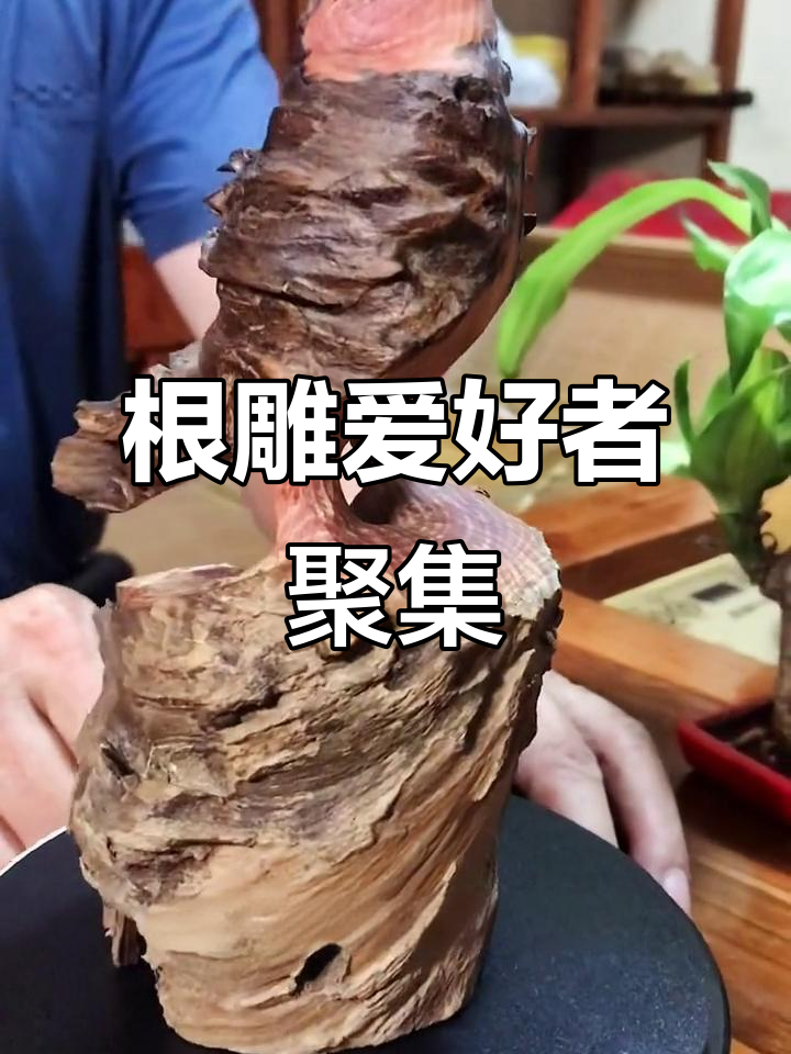 叶总偏爱根雕,谁有相同兴趣?来一起欣赏吧!