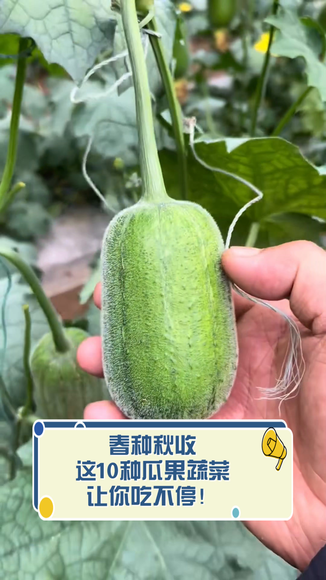 春种秋收,这10种瓜果蔬菜让你吃不停!