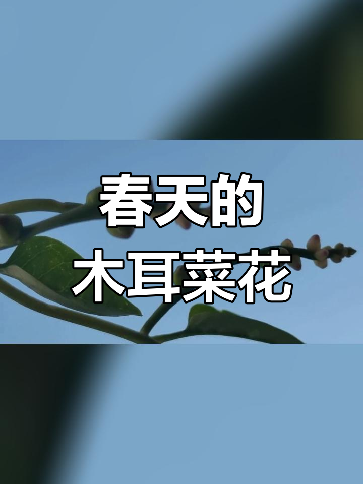 木耳菜花开,春日美景如初