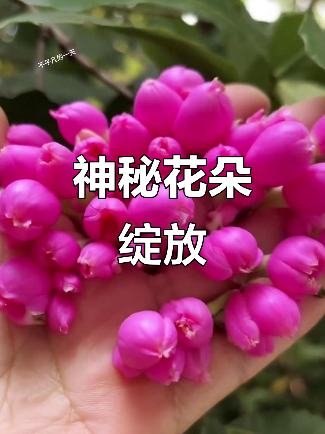 这是什么花苞?慢慢开放太美了,简直像幻术一样