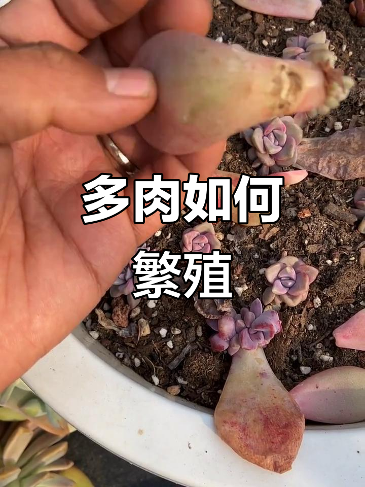 多肉植物三种繁殖方式，轻松学会叶插和砍头技巧