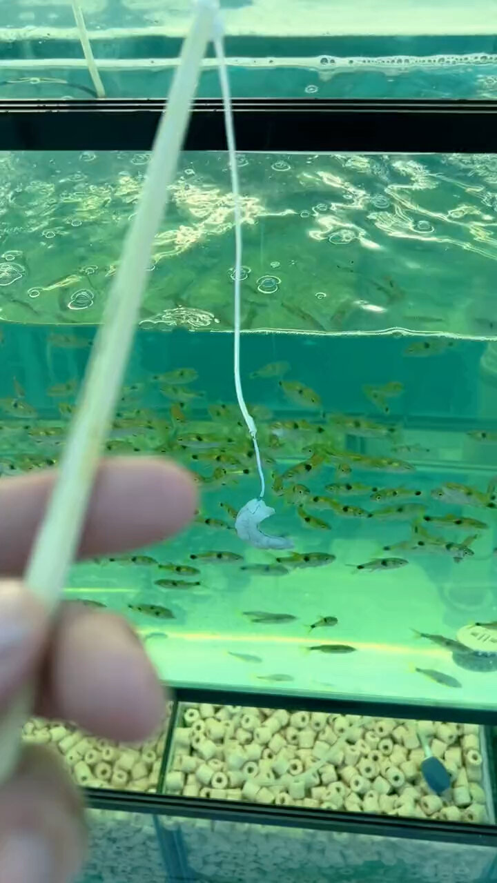 马克吐司(小型食鳞鱼)