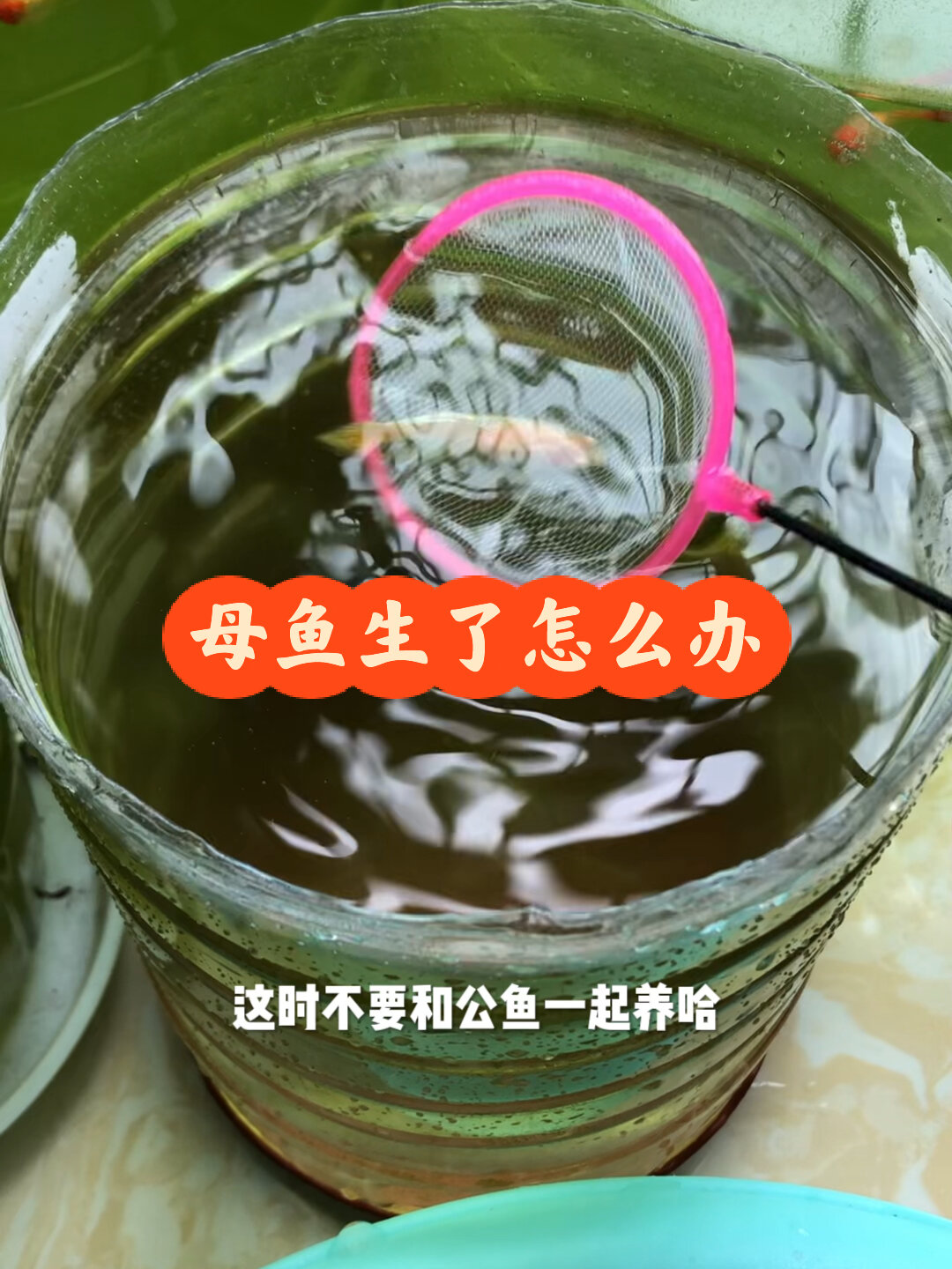 孔雀鱼生完小鱼后,应该怎么处理,你会了吗