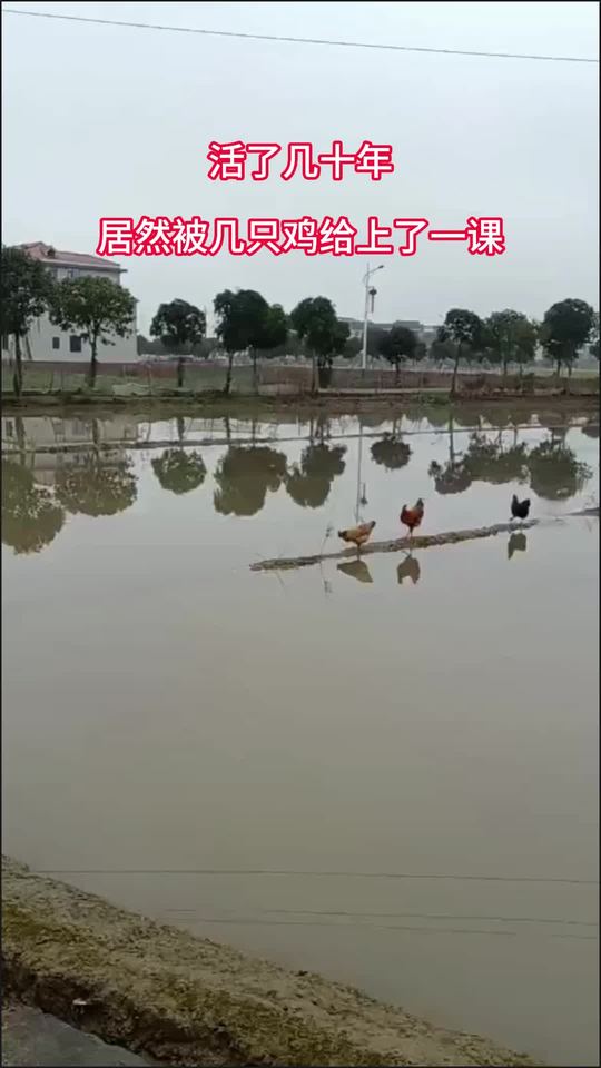 孤勇者 小鸡过河