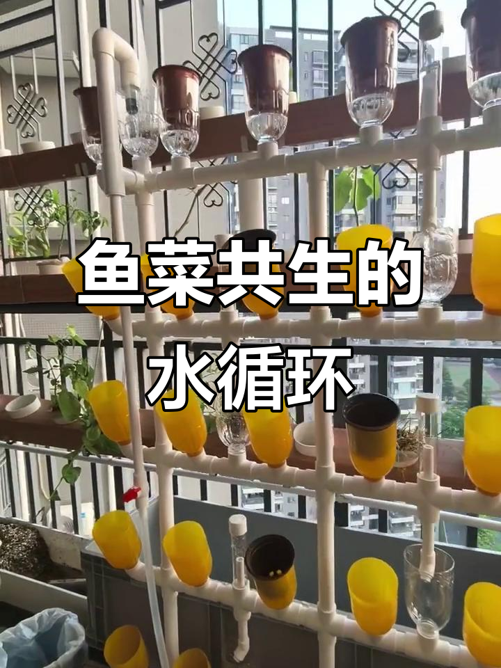 鱼菜共生阳台种植架:水循环与过滤系统详解