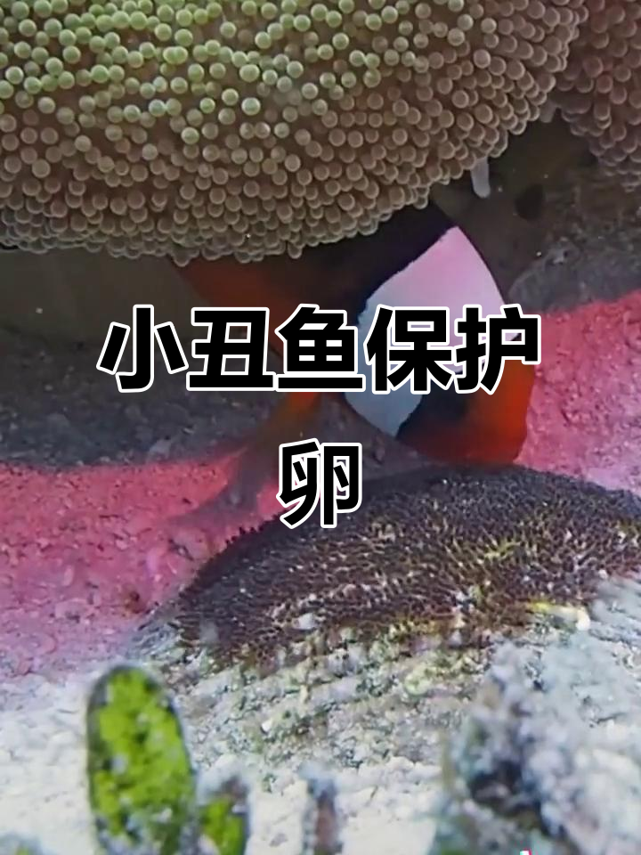 鞍背小丑鱼扇动胸鳍，守护海底家园