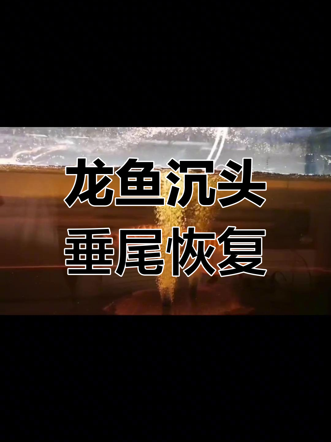 大龙鱼沉头烧鳍恢复过程,一个月调理成功