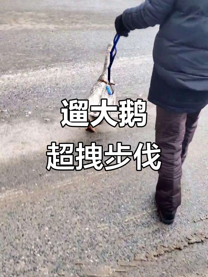 大鹅走路太嚣张,六亲不认的步伐笑翻了