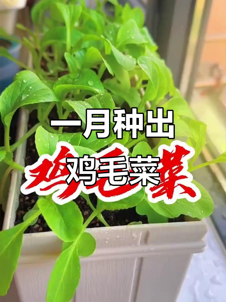 简单几步，一个月搞定鸡毛菜种植