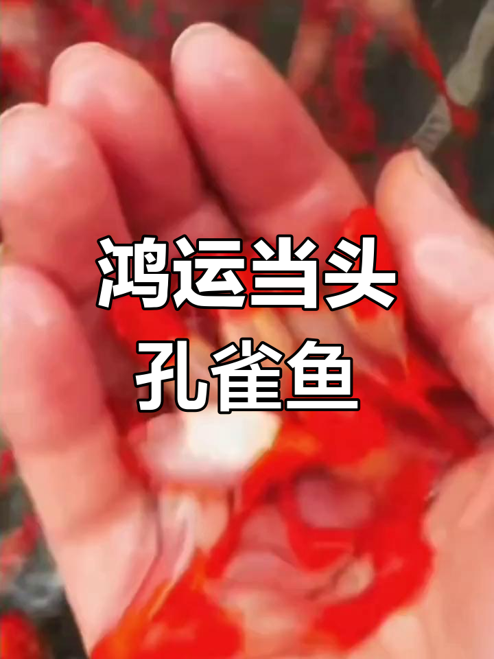 鸿运当头孔雀鱼:繁殖与养护全攻略