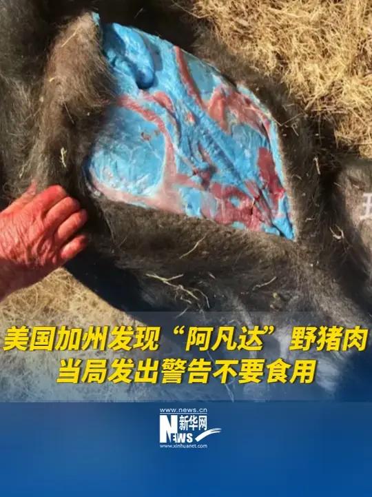 美国加州发现“阿凡达”野猪肉,切开后肉呈现亮蓝色,当局发出警告不要食用