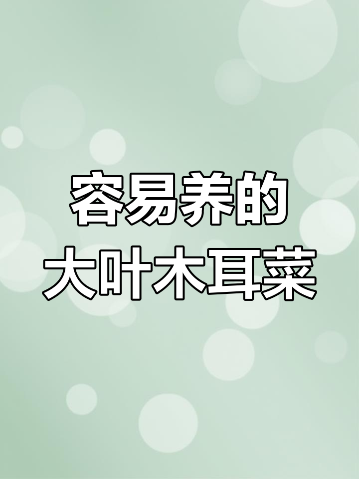 大叶木耳菜:观赏与采收两不误,轻松种植多茬收获