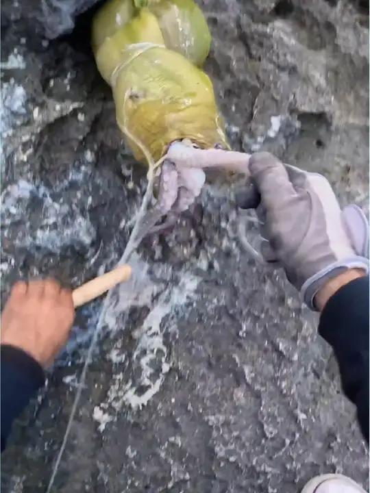 用章与制作无限鱼饵,可以钓到大海鳗 钓鱼人就是这么疯狂 钓鱼佬无处不在 裸胸鳝