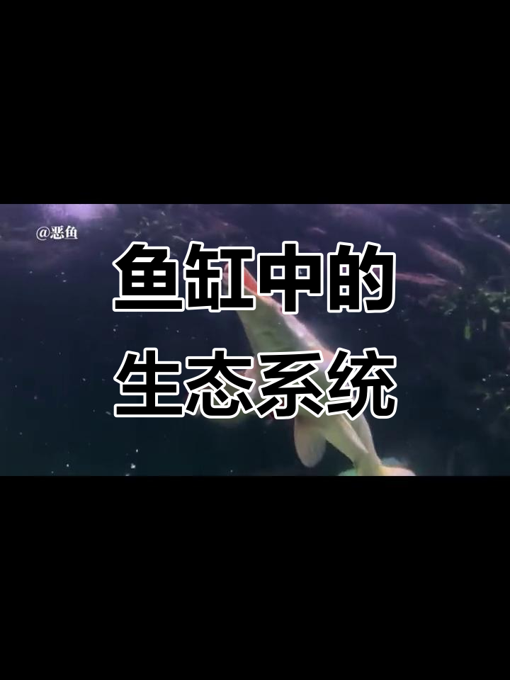 鱼缸里的自然生态,巨骨舌鱼与白金猛鱼的和谐共处