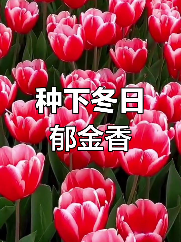 冬季来临,正是种郁金香的最佳时机!打造治愈花海