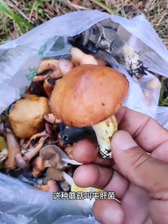 记录阿尔山林区的生活