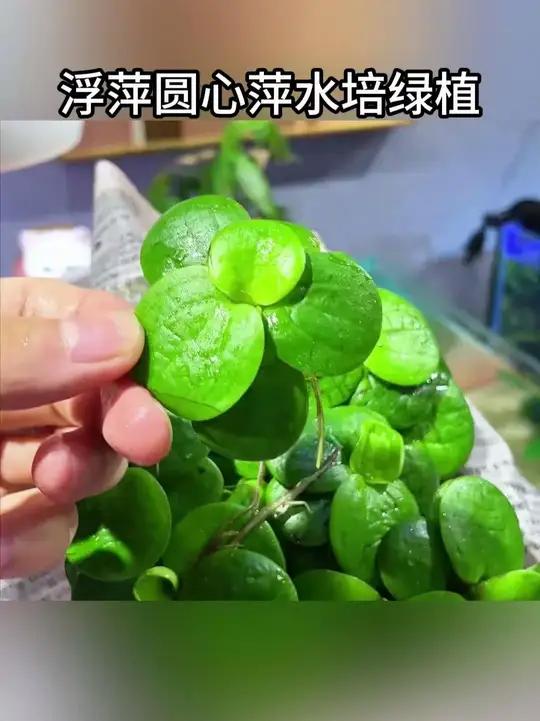 这哪是水草啊 这简直就是鱼缸里的天然造氧机啊鱼缸里的大自然养鱼日记水草造景好物推荐