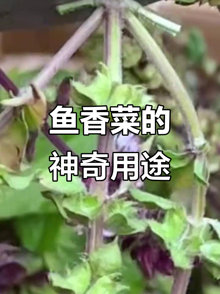 鱼香菜:香气四溢的草本植物,晒干做香水或饲料