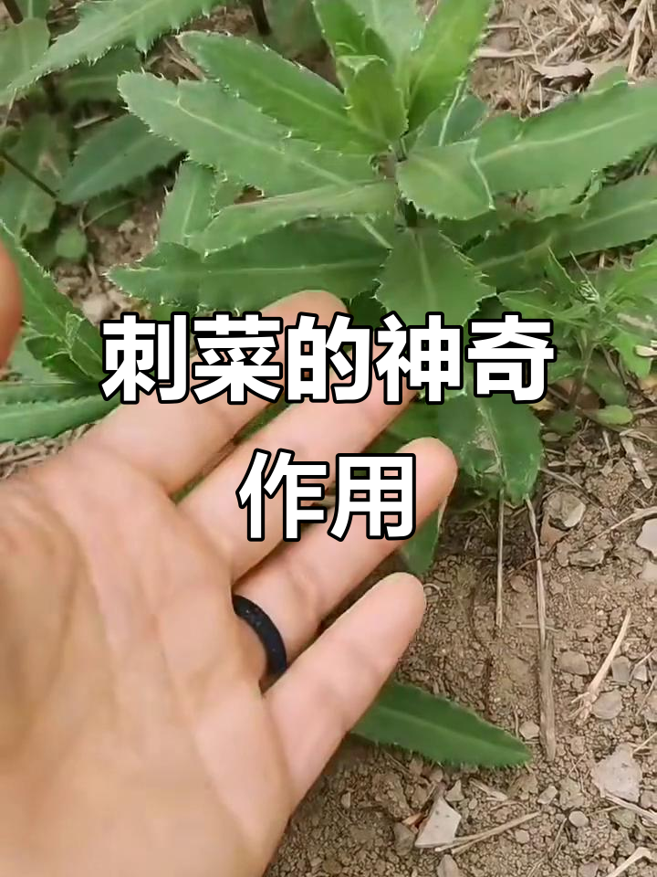 刺菜:蛋白质丰富,润肠降压效果好