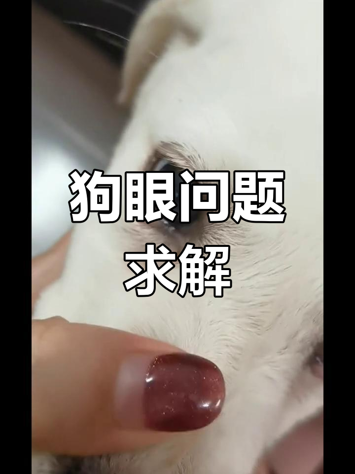 狗狗眼皮长小肉粒,用药无效,求分析原因!