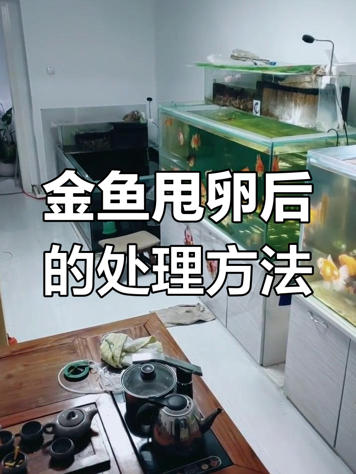金鱼发情后如何处理?教你正确清理鱼卵和换水技巧