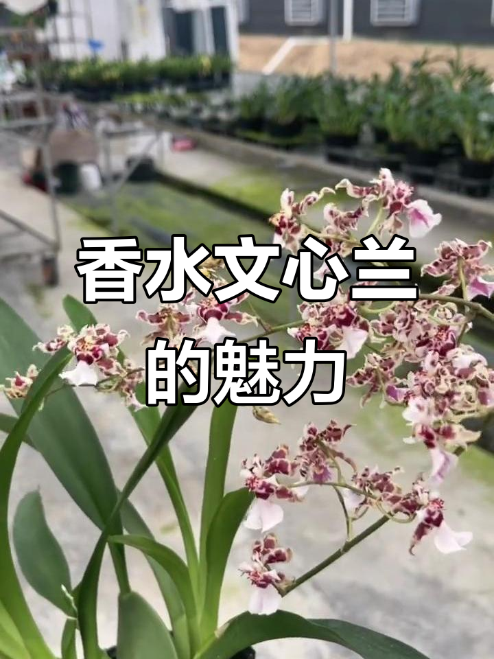 香水文心兰:带香味的花剑,四季散发巧克力与奶油香气