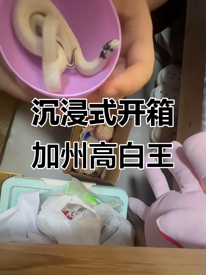开箱加州高白王蛇,逆爱宠物蛇系列大揭秘