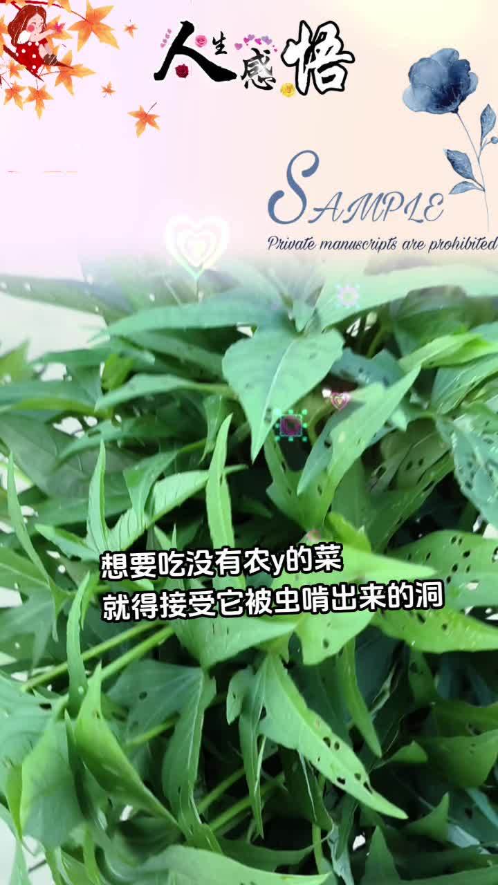 想要吃没有农y的蔬菜,就得接受它被虫啃出来的洞!纯天然绿色蔬菜 你能叫出它的名字吗 农村野
