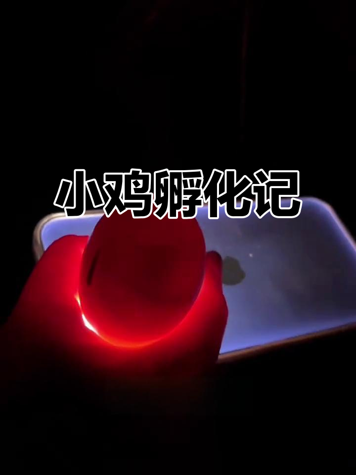 母鸡孵小鸡全过程,21天辛苦换来新生命的奇迹